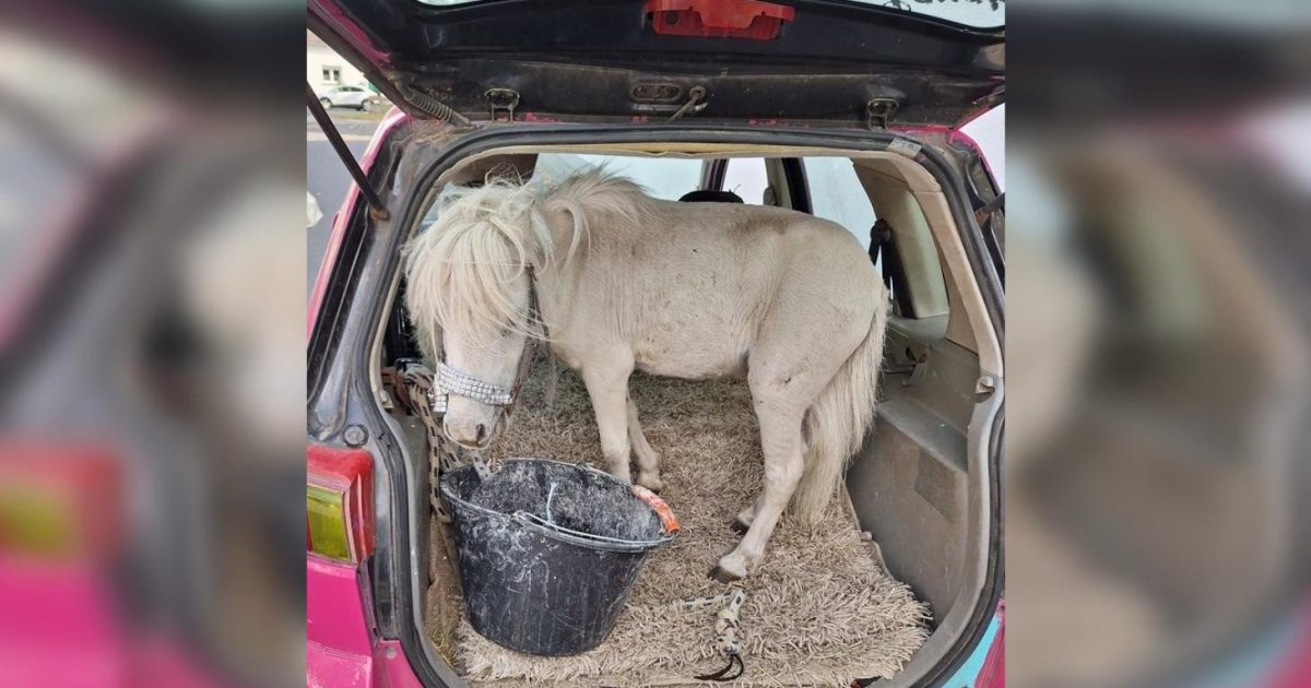 German woman caught carrying horse in car trunk