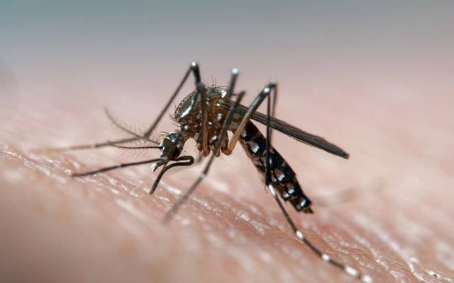 Meteorological Department issues dengue alert