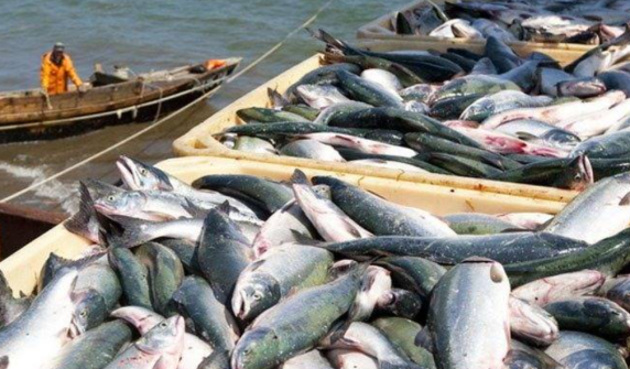 Several pets die after eating fish in Balochistan