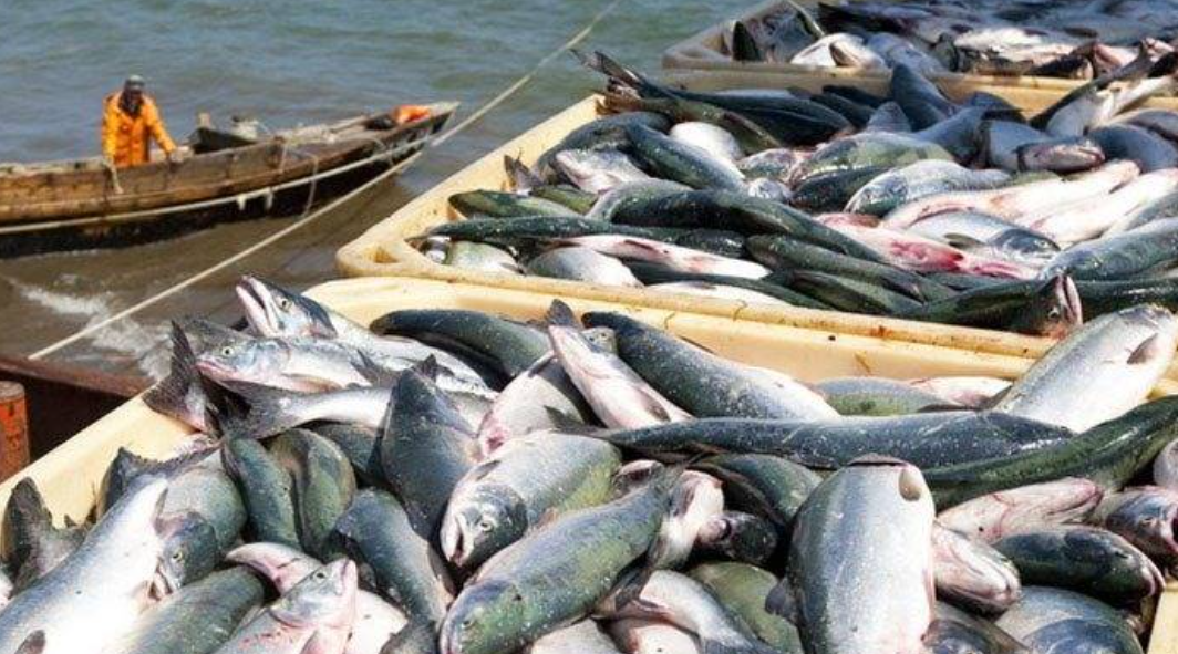 Several pets die after eating fish in Balochistan