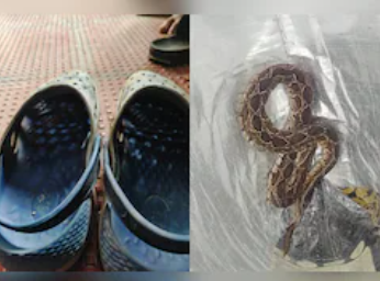 Software engineer dies after being bitten by snake hidden in shoe in India