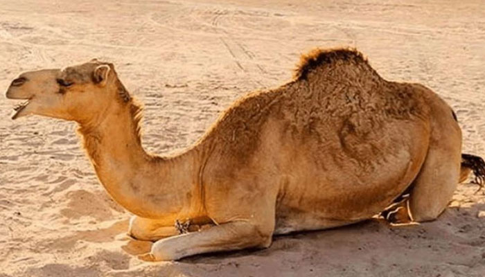 Surgery on jaw of camel injured in violence in Sukkur