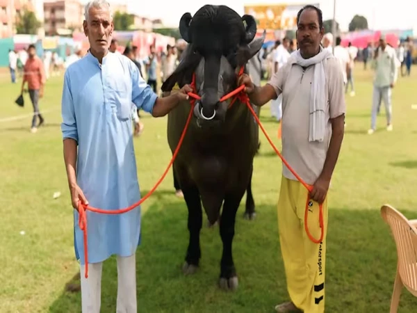 Bull 'Vadhyak' worth crores of rupees