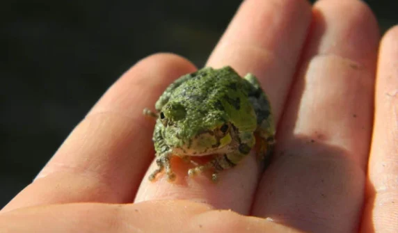 Elderly woman who ate 8 live frogs