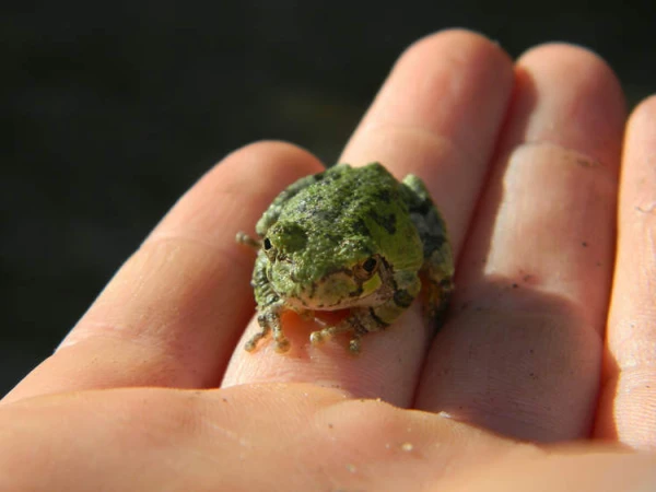 Elderly woman who ate 8 live frogs