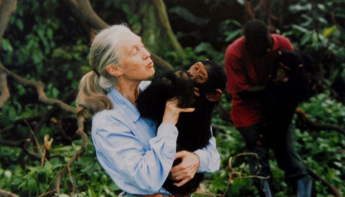 Jane Goodall, the animal survivalist