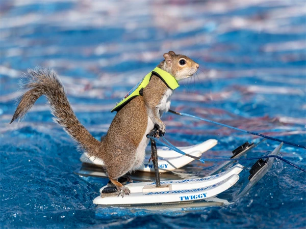 Water skiing squirrel surprises everyone