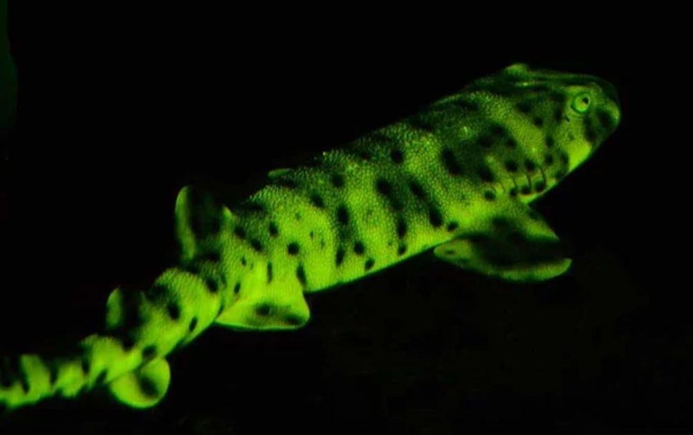 Why do some sharks emit lights