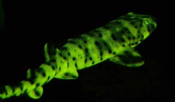 Why do some sharks emit lights