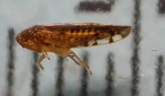 New species of dangerous insect discovered in America
