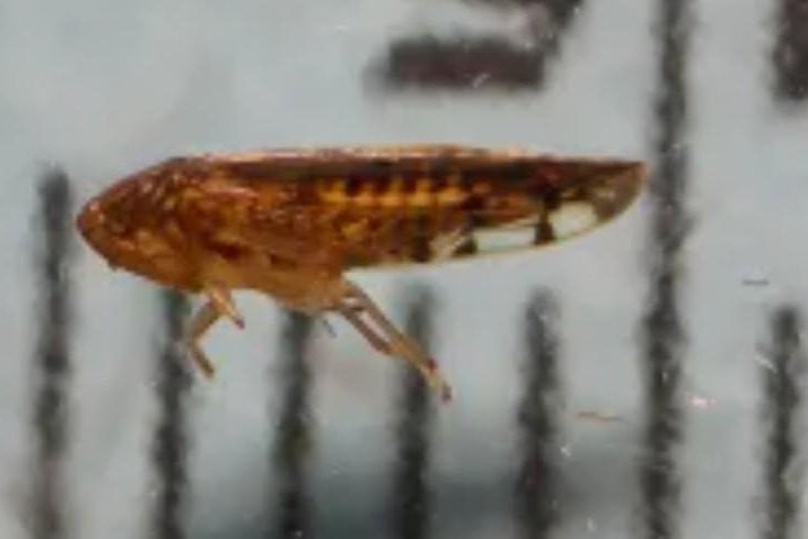 New species of dangerous insect discovered in America