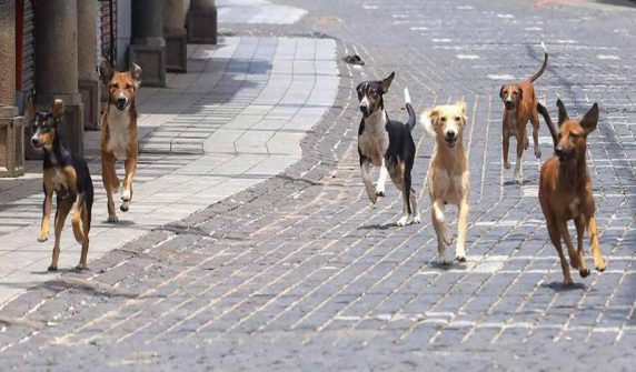 injured in stray dog ​​bites