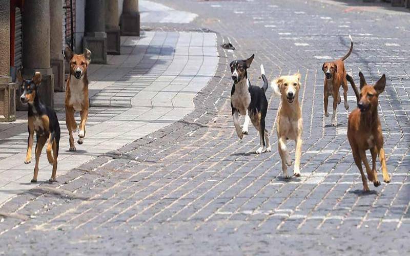 injured in stray dog ​​bites