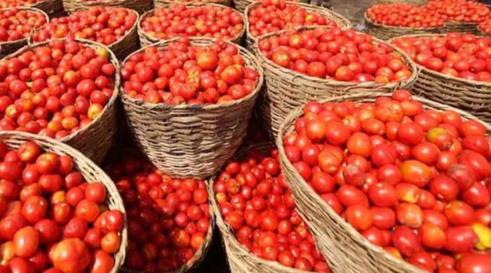 Tomato prices skyrocket in Badin after rains destroy crops