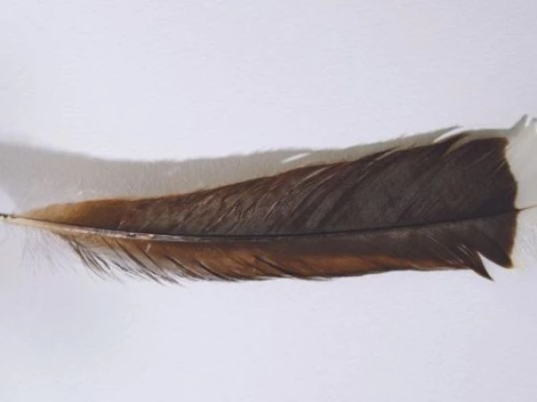 Which bird has the most expensive