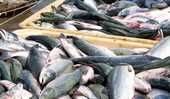the abundance of fish in the coastal areas of the country