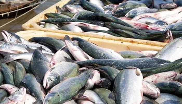 the abundance of fish in the coastal areas of the country