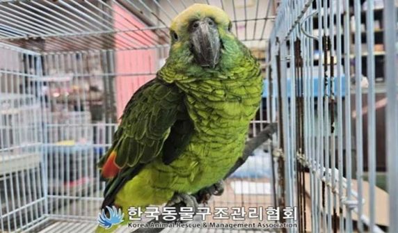 Coffee-stealing parrot arrested in South Korea