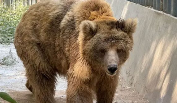 Rano the bear was sent from Karachi to Islamabad for transfer