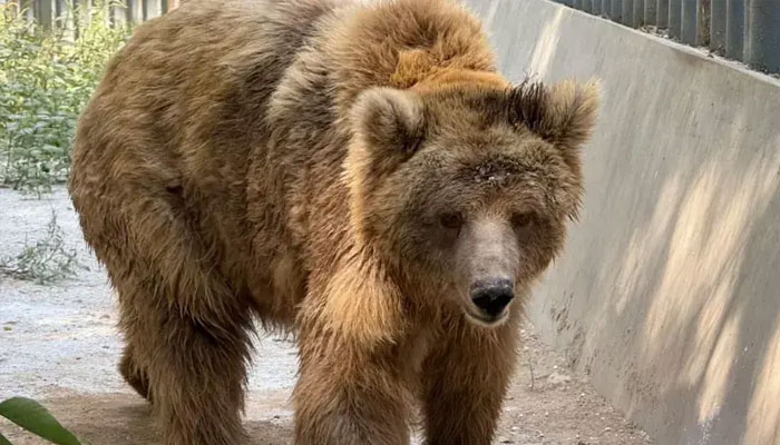 Rano the bear was sent from Karachi to Islamabad for transfer
