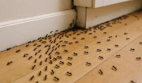 Woman, terrified of ants, commits suicide by hanging herself