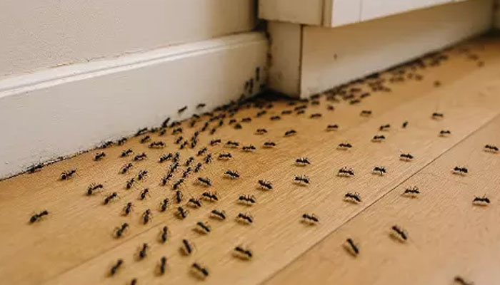 Woman, terrified of ants, commits suicide by hanging herself