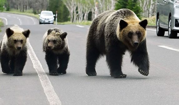 Japan adopts unique method to keep bears away from population