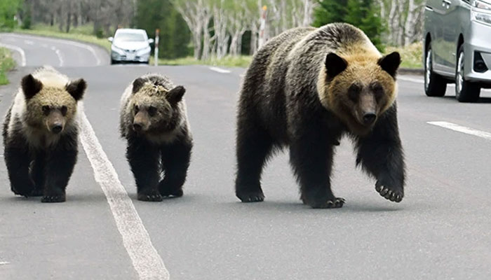 Japan adopts unique method to keep bears away from population