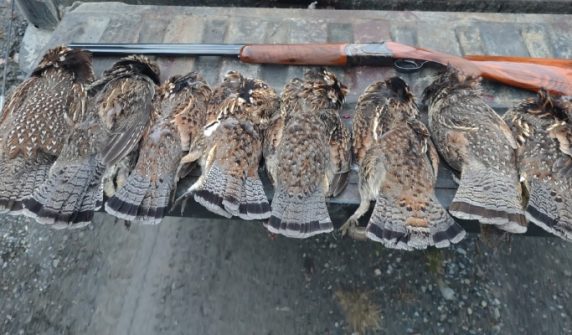 Pheasant hunting permitted in Punjab with new rules