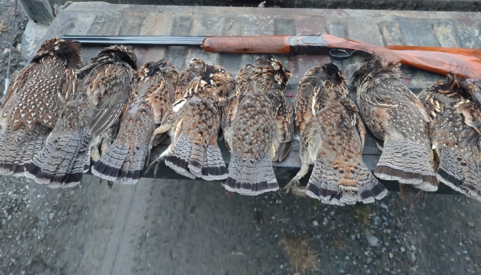 Pheasant hunting permitted in Punjab with new rules