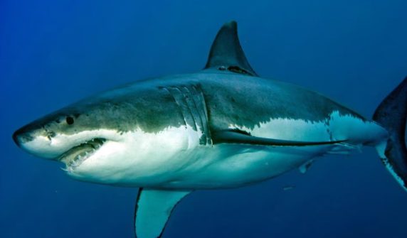 one seriously injured in shark attack in Australia