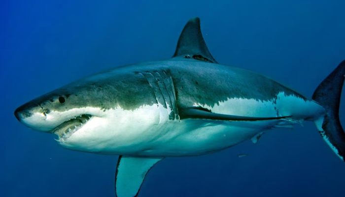 one seriously injured in shark attack in Australia