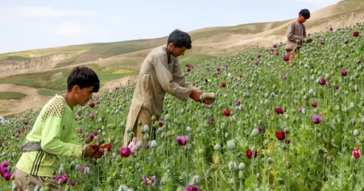 UN declares Afghanistan the world's largest opium producer