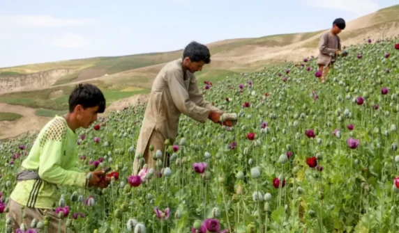 UN declares Afghanistan the world's largest opium producer