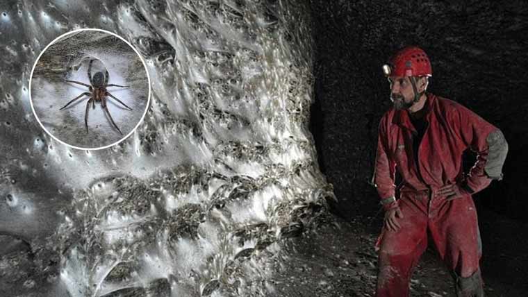 Possibly the world's largest spider web discovered