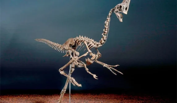 Dinosaur remains worth Rs 110 crore ready for auction