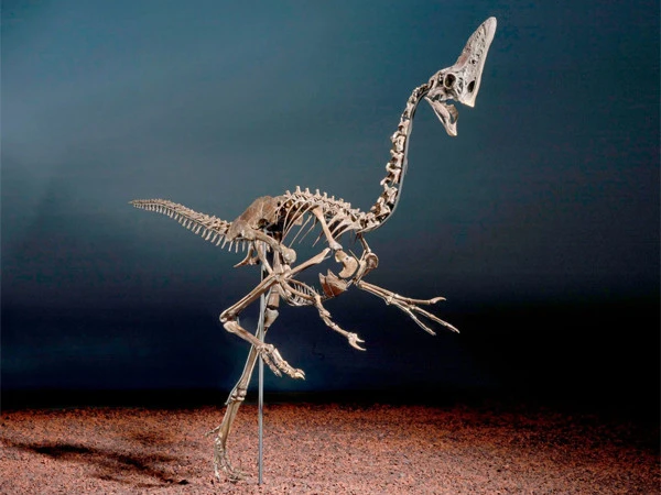 Dinosaur remains worth Rs 110 crore ready for auction