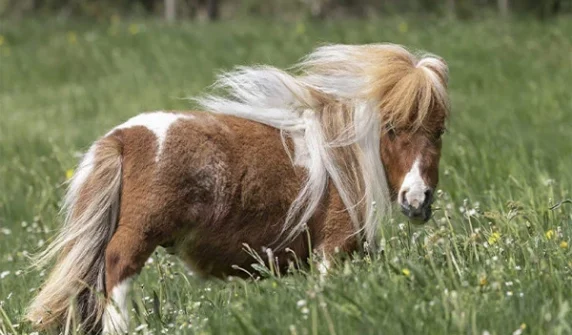 The world's shortest horse in Germany