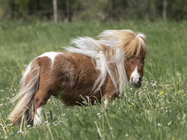 The world's shortest horse in Germany