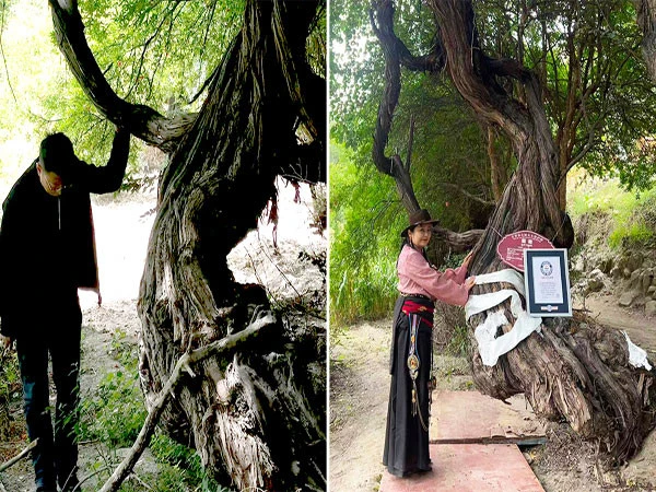 416-year-old grape vine in China