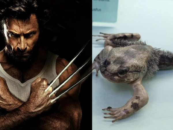 The wolverine frog, which breaks its bones
