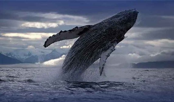 Endangered humpback whale spotted in Gwadar waters