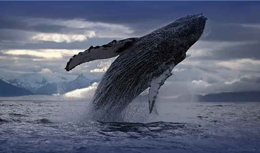 Endangered humpback whale spotted in Gwadar waters