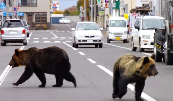 Japanese government's unique