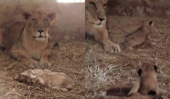 Lioness gives birth to 3 cubs at Karachi Zoo