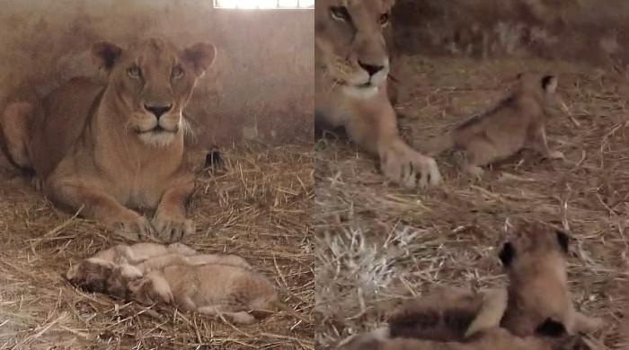 Lioness gives birth to 3 cubs at Karachi Zoo