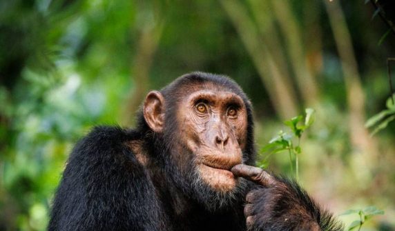 Chimpanzees also think like humans