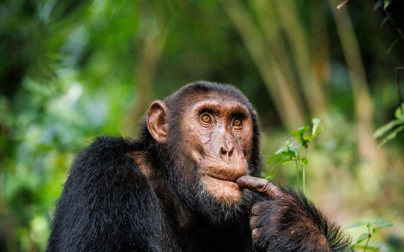 Chimpanzees also think like humans
