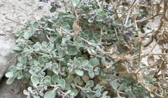A plant that thrives in Death Valley