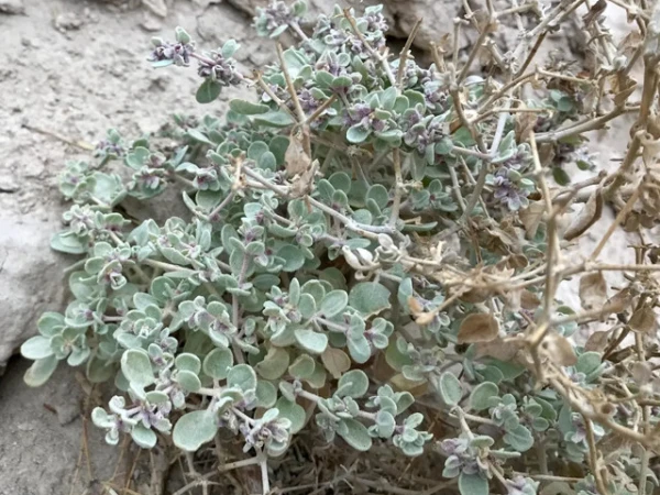 A plant that thrives in Death Valley